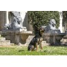 Morso Halsband Hond Gerecycled Full Metal Dog Bruin 30-42X1,5 CM