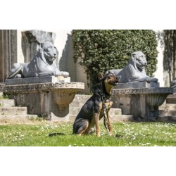 Morso Halsband Hond Gerecycled Full Metal Dog Bruin 37-58X2,5 CM