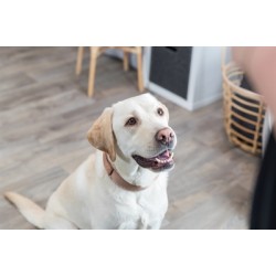 Trixie Halsband Hond Boho Extra Breed Met Ruit Karamel M-L 42-48X2 CM