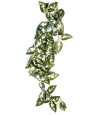 Komodo Borneo Hangende Varen 40 CM