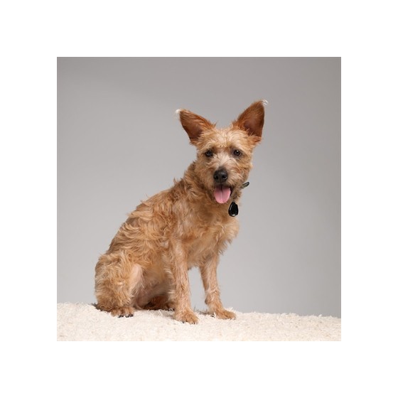 Tickless - Teek & Vlo Afweer, Hond & Kat. Zwart