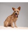 Tickless - Teek & Vlo Afweer, Hond & Kat. Zwart