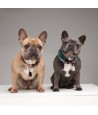 Tickless - Teek & Vlo Afweer, Hond & Kat. Zwart