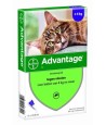Bayer Advantage Kat 80 VANAF 4 KG 4 PIP