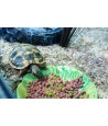 Happy Pet Voerbak Green Leaf Groen