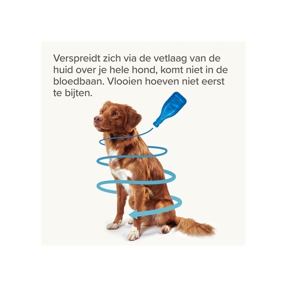 Beaphar Fiprotec Hond Tegen Teken En Vlooien 10-20 KG 3+1 PIP