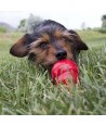 Kong Easy Treat Peanut Butter 226 GR