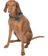 Trixie Halsband Hond Be Nordic Halfslip Petrol / Lichtgrijs 35X0,6 CM