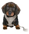 Trixie Junior Puppytuig Soft Met Riem Lichtgrijs 26-34X1 CM  / 2 MTR