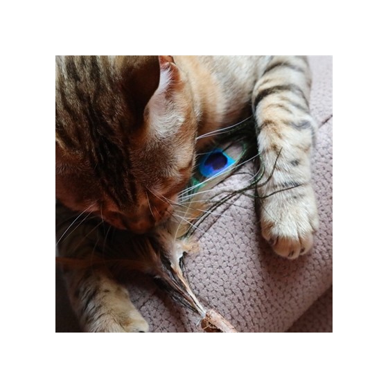 Croci Euphoria Kattenhengel Matatabi Pauwenveer 12 CM