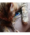 Croci Euphoria Kattenhengel Matatabi Pauwenveer 12 CM