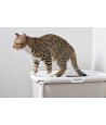 Savic Kattenbak Hop In Wit / Mokka 58,5X39X39,5 CM