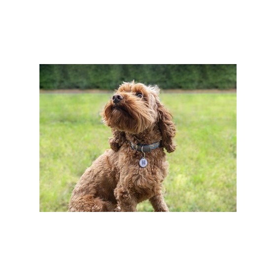 Fetch Tag Smart Pet Tag