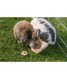 Trixie Snack Box Voor Ratten En Konijnen Hout 14X3X7 CM