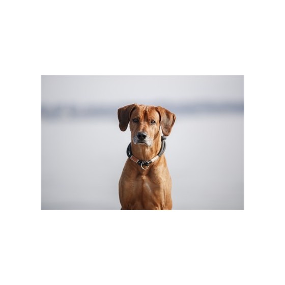 Trixie - Be Nordic Halsband Hond Half-Slip Zwart / Zand 35x0,6cm