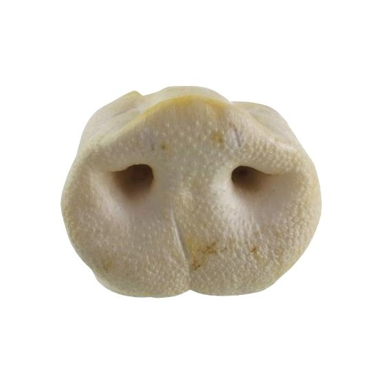 Petsnack Gepofte Varkensneuzen 25 ST