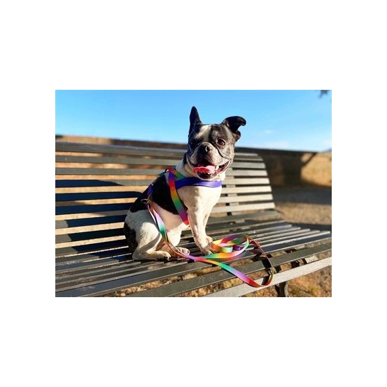 Morso Norwegian Hondentuig Gerecycled Spring Blossom 39-48X35 CM