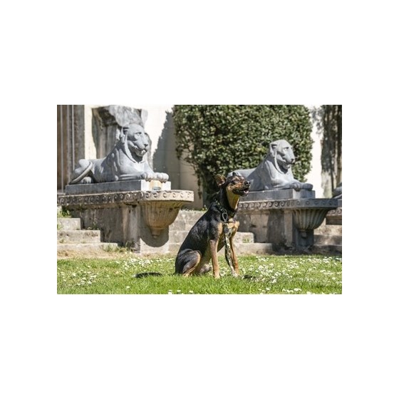 Morso Halsband Hond Gerecycled Full Metal Dog Bruin 37-58X2,5 CM