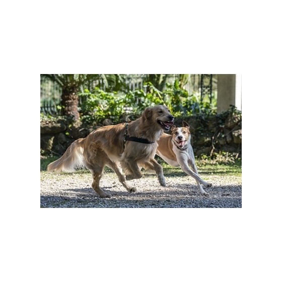 Morso Norwegian Hondentuig Gerecycled Full Metal Dog Bruin 69-86X63 CM