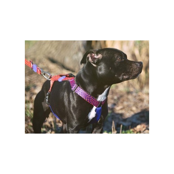 Morso Hondentuig H-Tuig Gerecycled Urban Lizard Rood 70-100X2,5 CM