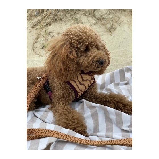 Morso Hondenriem Verstelbaar Gerecycled Jungle Drum Oranje 75-230X1,5 CM 1-4 KG