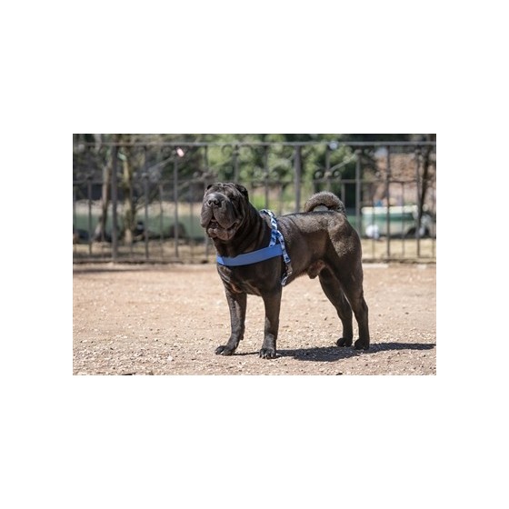 Morso Norwegian Hondentuig Gerecycled Splash Blauw 41-56X38 CM