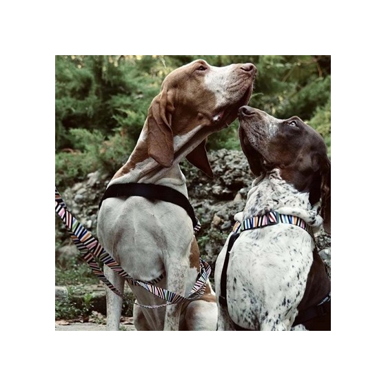 Morso Hondenriem Verstelbaar Gerecycled Spaghetti Incident 75-230X1,5 CM 4-20 KG