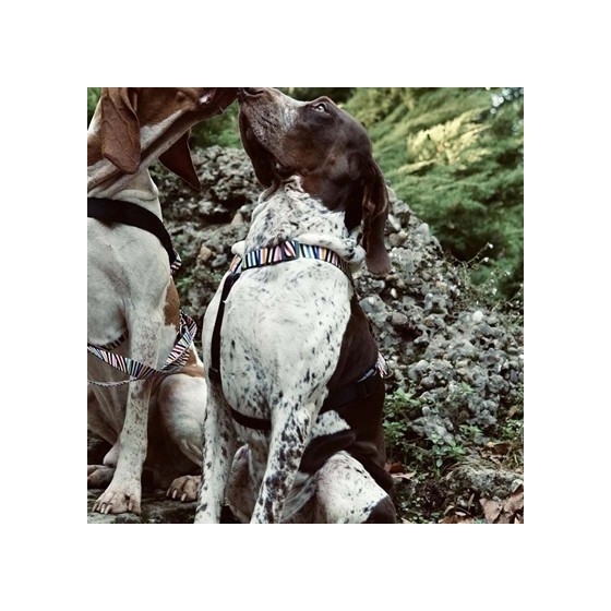 Morso Hondentuig H-Tuig Gerecycled Spaghetti Incident 40-55X1,5 CM