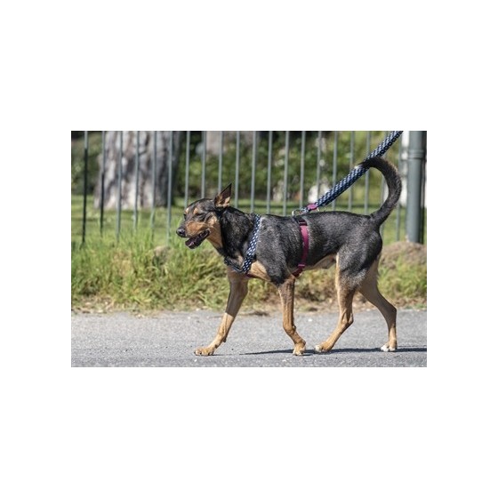 Morso Hondentuig H-Tuig Gerecycled Power Flow Zwart 60-80X2,5 CM