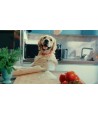 Morso - Halsband Hond Gerecycled Bubble Leo Roze, 43-70x2,5cm