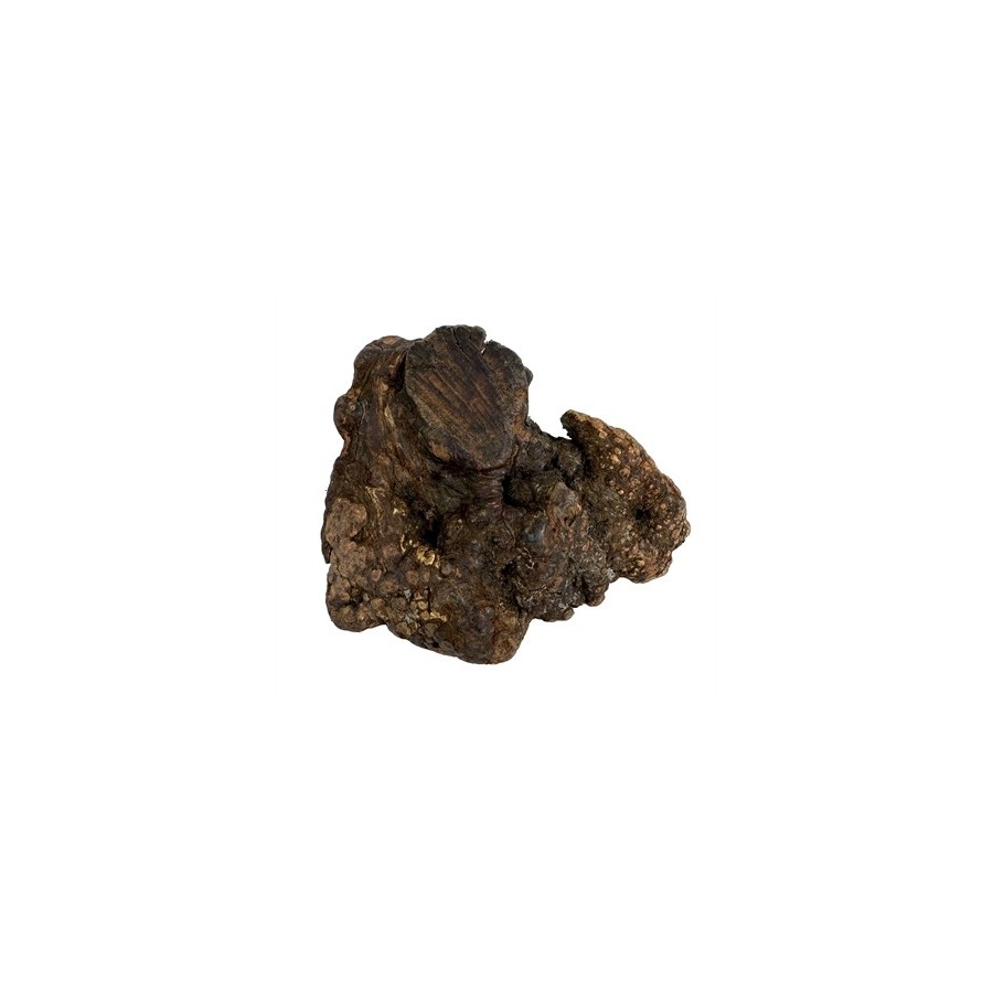 Dog Woodzzz - Kauwwortel Met Olijfolie M. 301-500gr