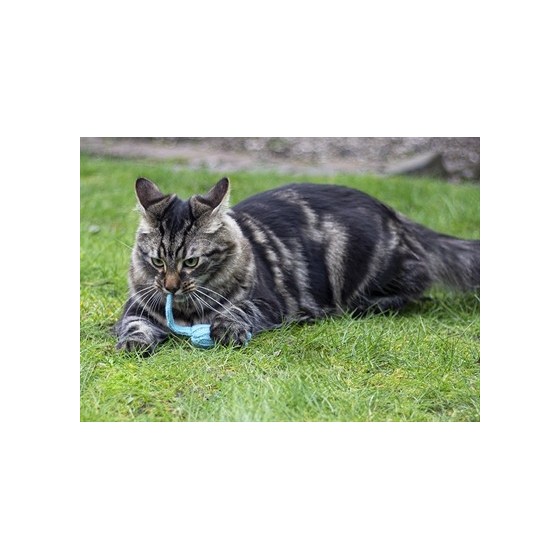 Battersea - Tune Chaser Muizen Blauw / Groen. 13x5cm, 3st