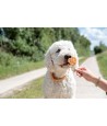 Trixie - Premio Lolly Met Kip En Rijst, 10cm 30st