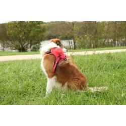 ZOLUX EASYRIDE HONDENTUIG ROOD