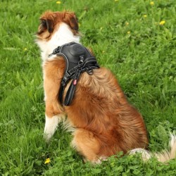 ZOLUX EASYRIDE HONDENTUIG ZWART