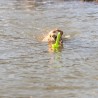 TRIXIE DOG ACTIVITY MOT-AQUA APPORTEER DOBBER LIMEGROEN